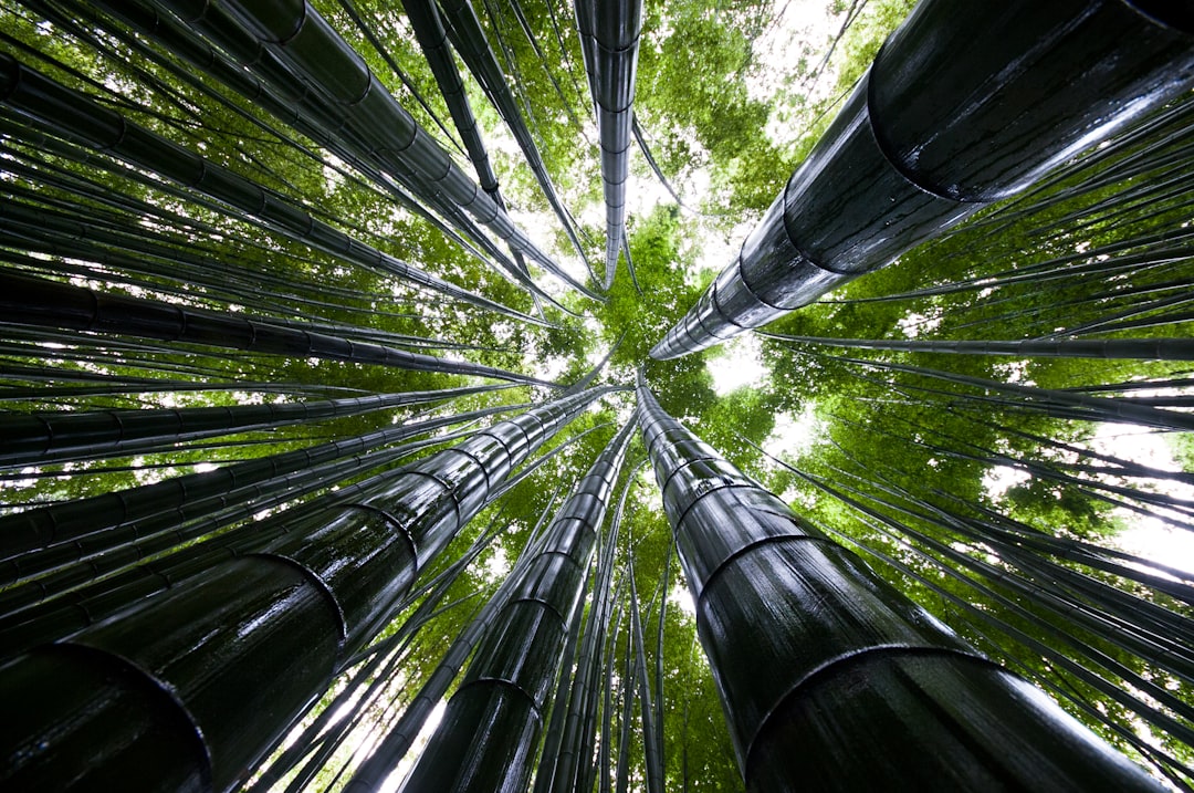 a group of tall bamboo trees in a forest,