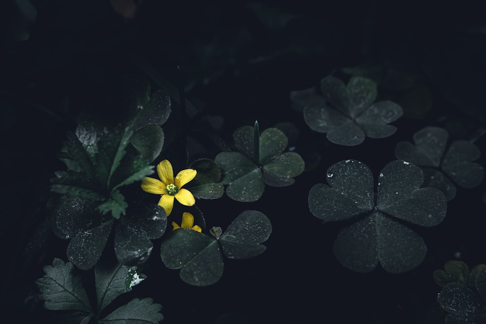 una flor amarilla rodeada de hojas verdes
