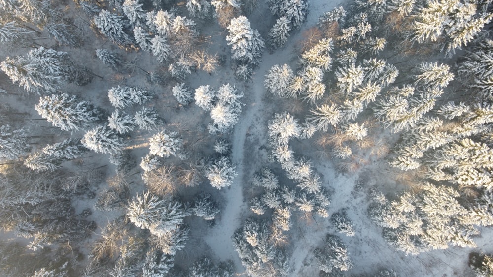 an aerial view of a snow covered forest