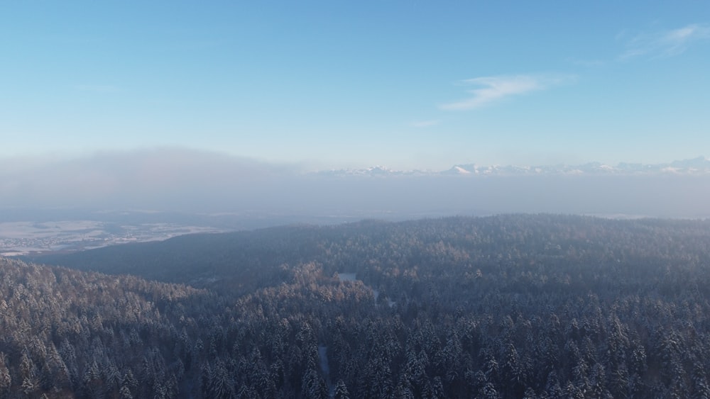 a view of a forest from a high point of view