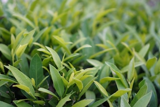 a close up of a bush with green leaves