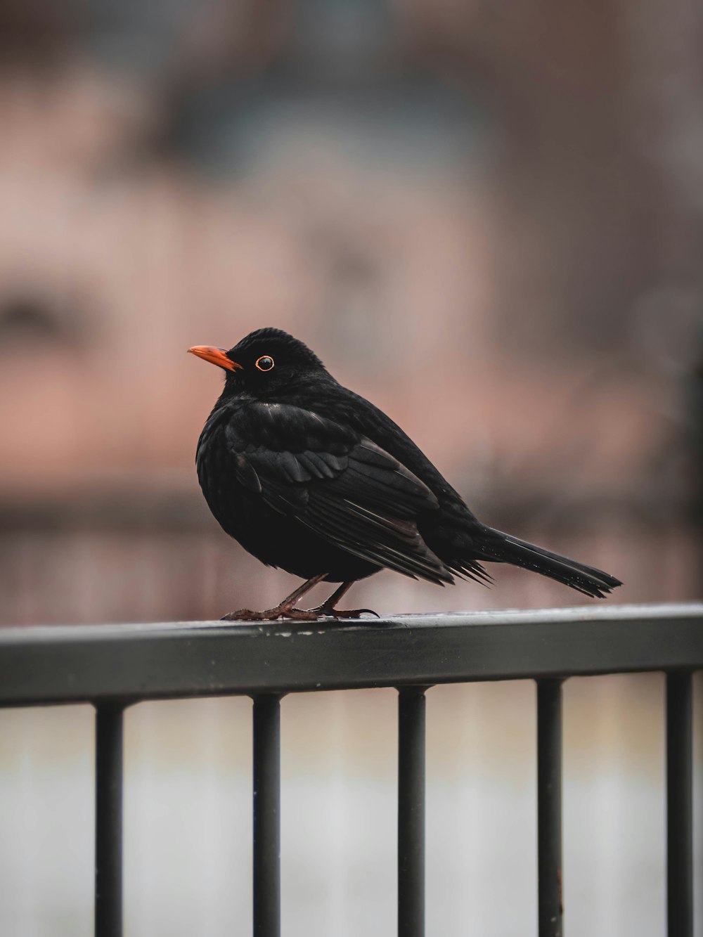 Un pájaro negro sentado encima de una valla de metal