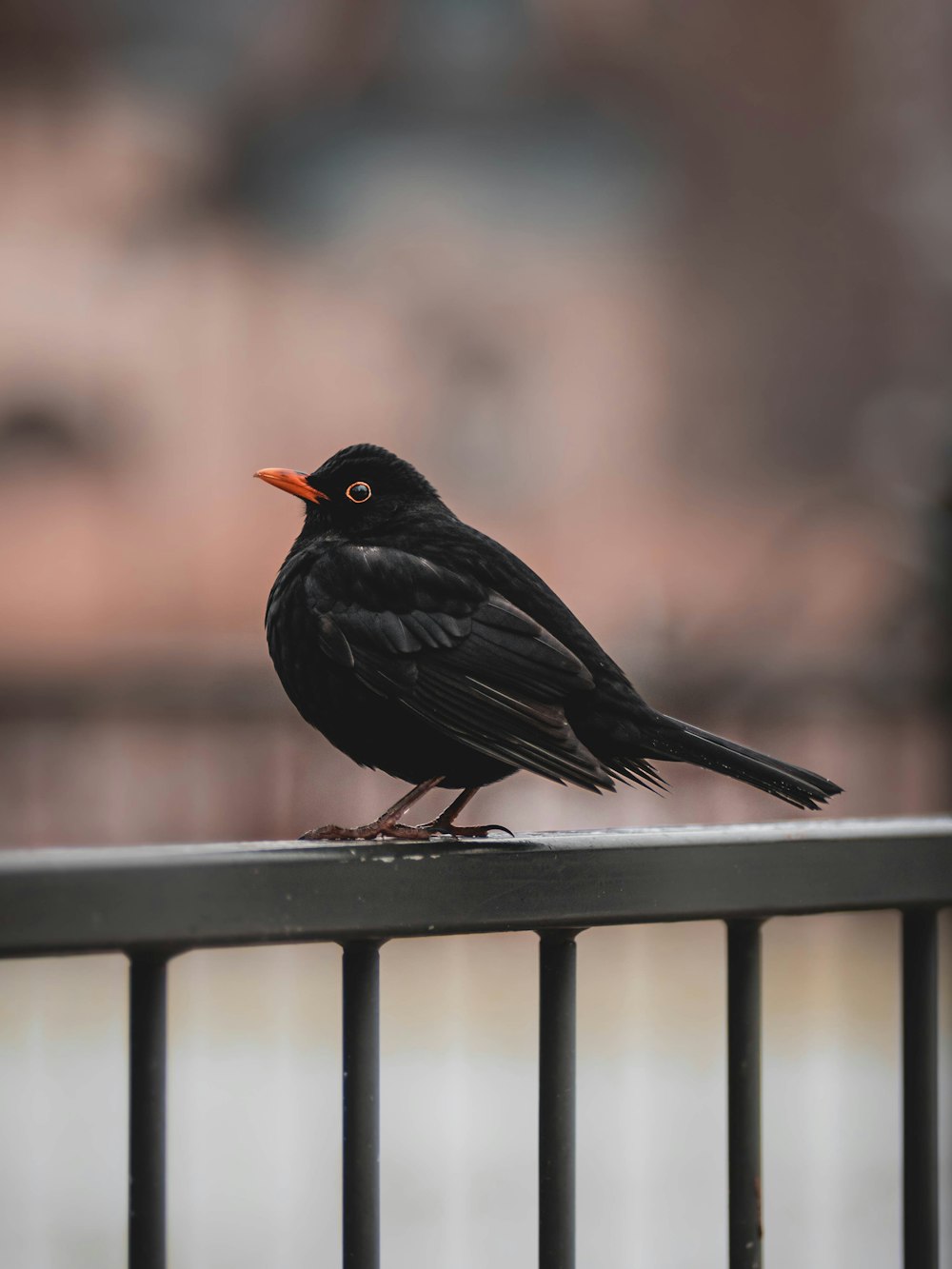 a black bird sitting on top of a metal fence