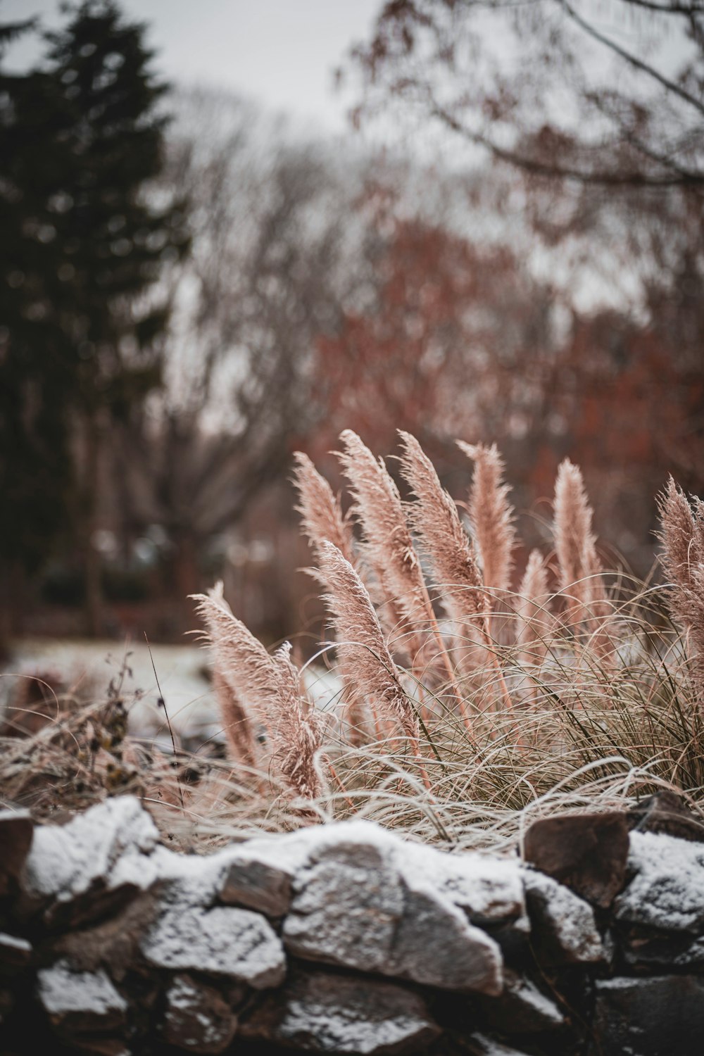 a bunch of plants that are by some rocks