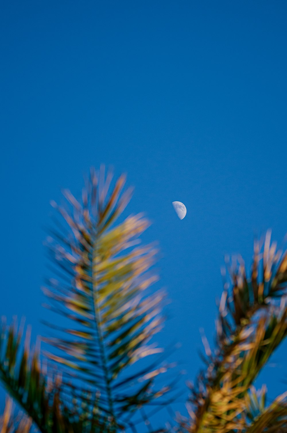 a half moon seen through the branches of a palm tree
