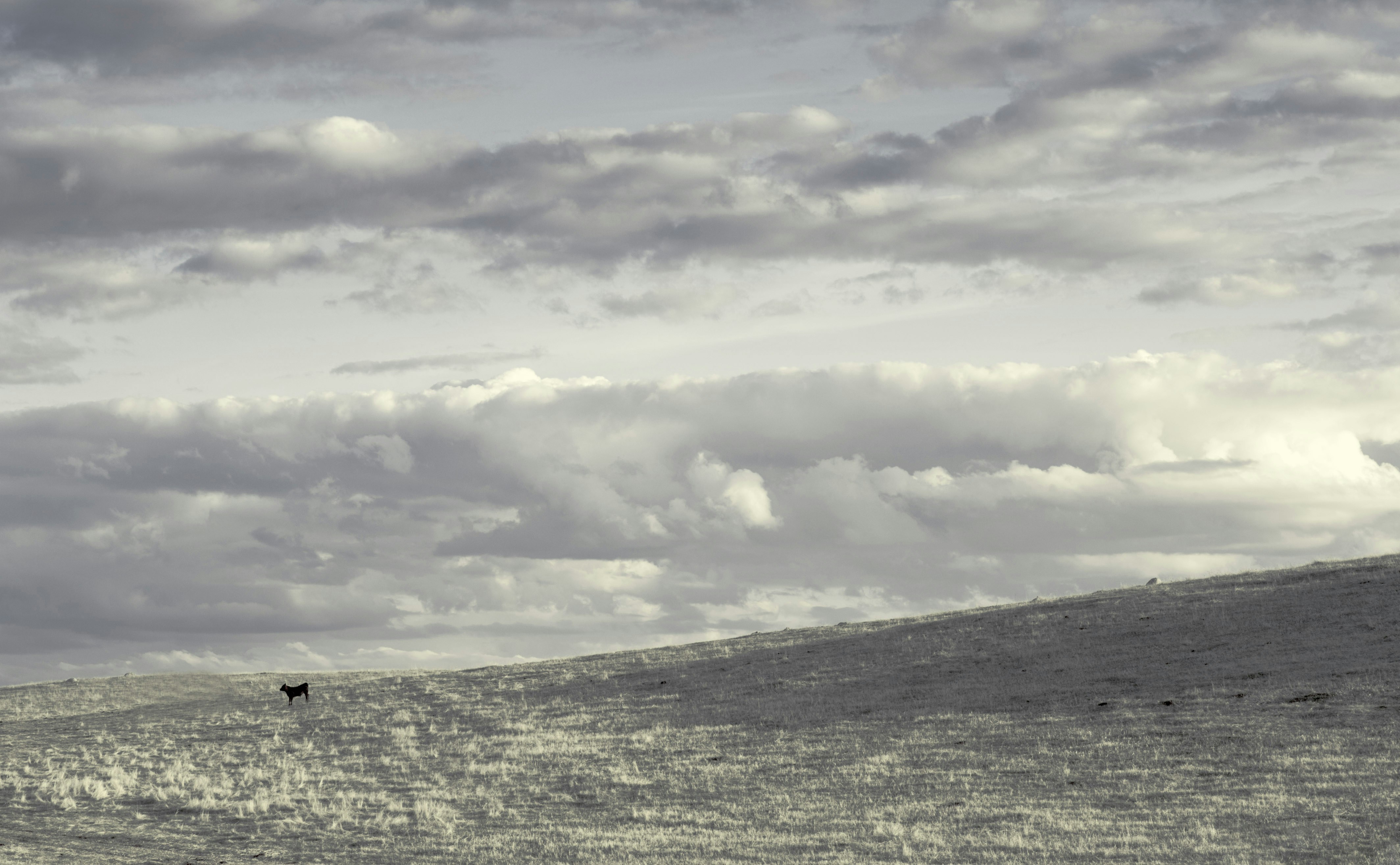 ein Schwarz-Weiß-Foto einer Kuh auf einem Feld