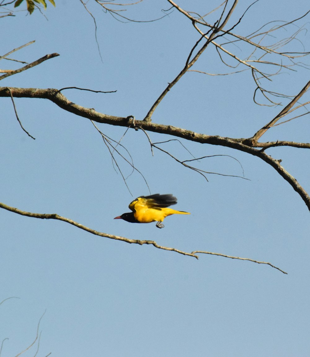 a yellow and black bird sitting on a tree branch