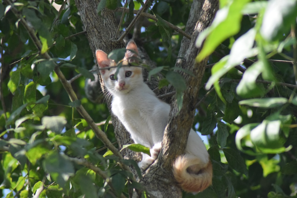 a cat sitting in a tree looking at the camera