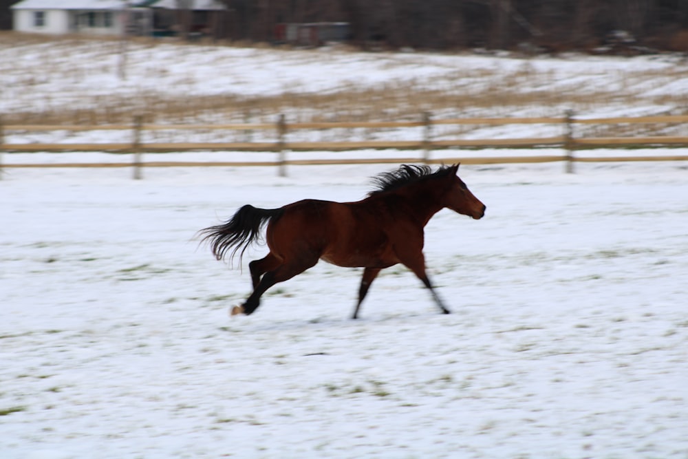 a horse running in the snow in a fenced in area