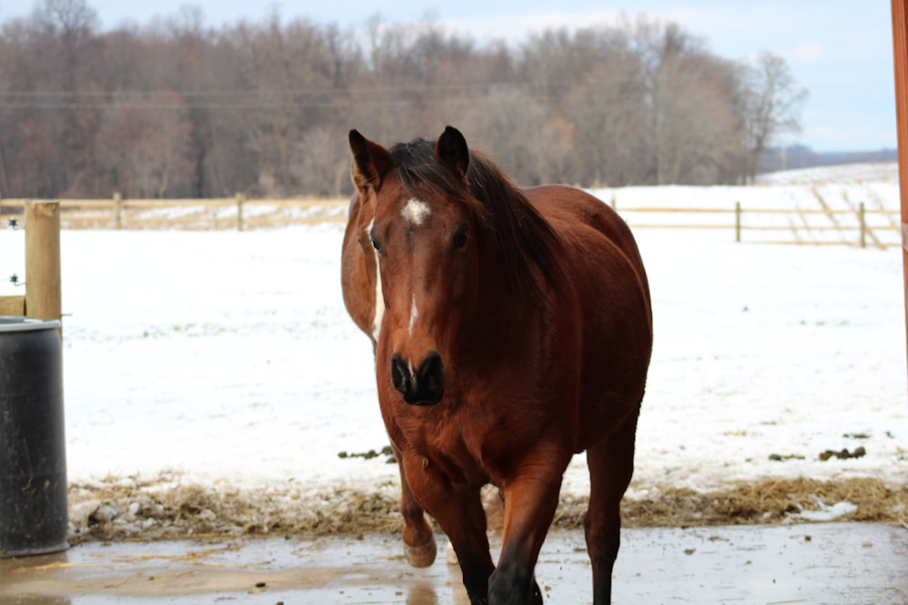 a brown horse walking through a snow covered field