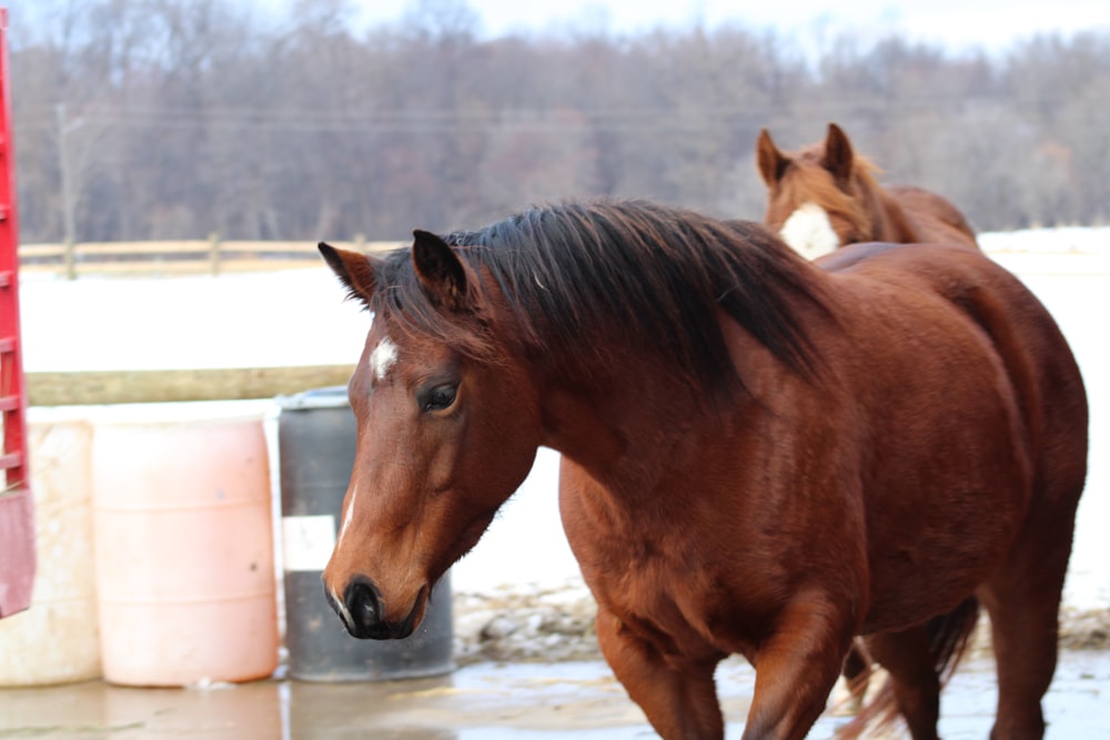 a brown horse standing next to another brown horse