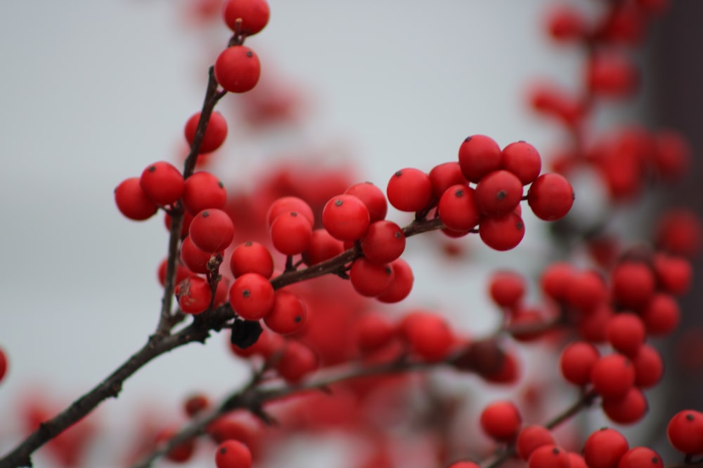 a close up of red berries on a tree