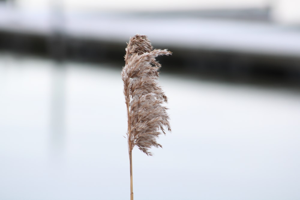 a plant that is standing in the snow