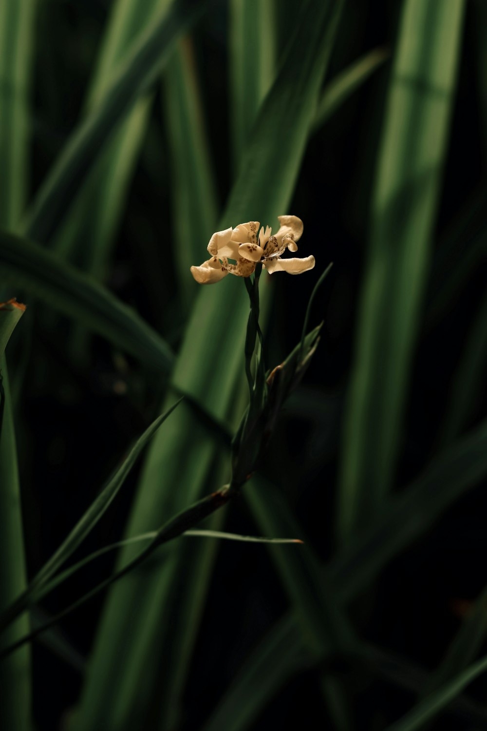 a close up of a flower on a plant