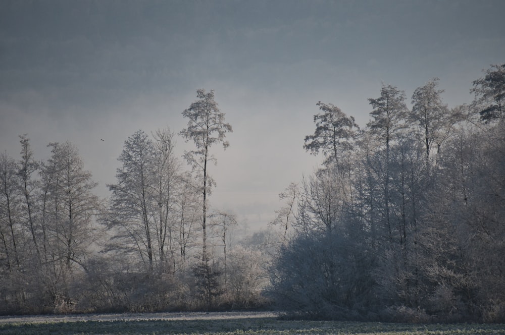 a group of trees that are standing in the snow