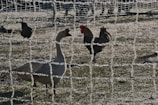 Frost-covered netting enclosures a goose and a rooster in a frosty pasture. The frost gives a wintry appearance, casting a cold, serene ambiance. Shadows are seen on the frosty ground, and other birds are present in the background, adding depth to the scene.