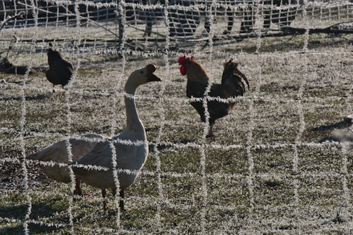 Frost-covered netting enclosures a goose and a rooster in a frosty pasture. The frost gives a wintry appearance, casting a cold, serene ambiance. Shadows are seen on the frosty ground, and other birds are present in the background, adding depth to the scene.