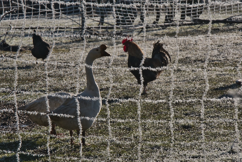 a flock of chickens standing on top of a grass covered field