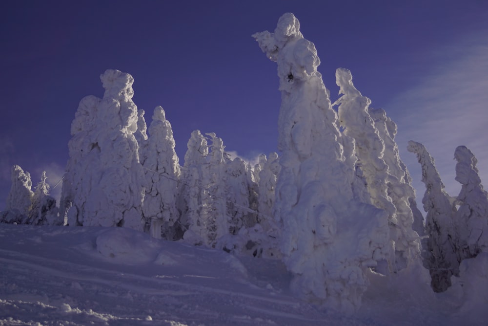 a snow covered forest with a blue sky in the background