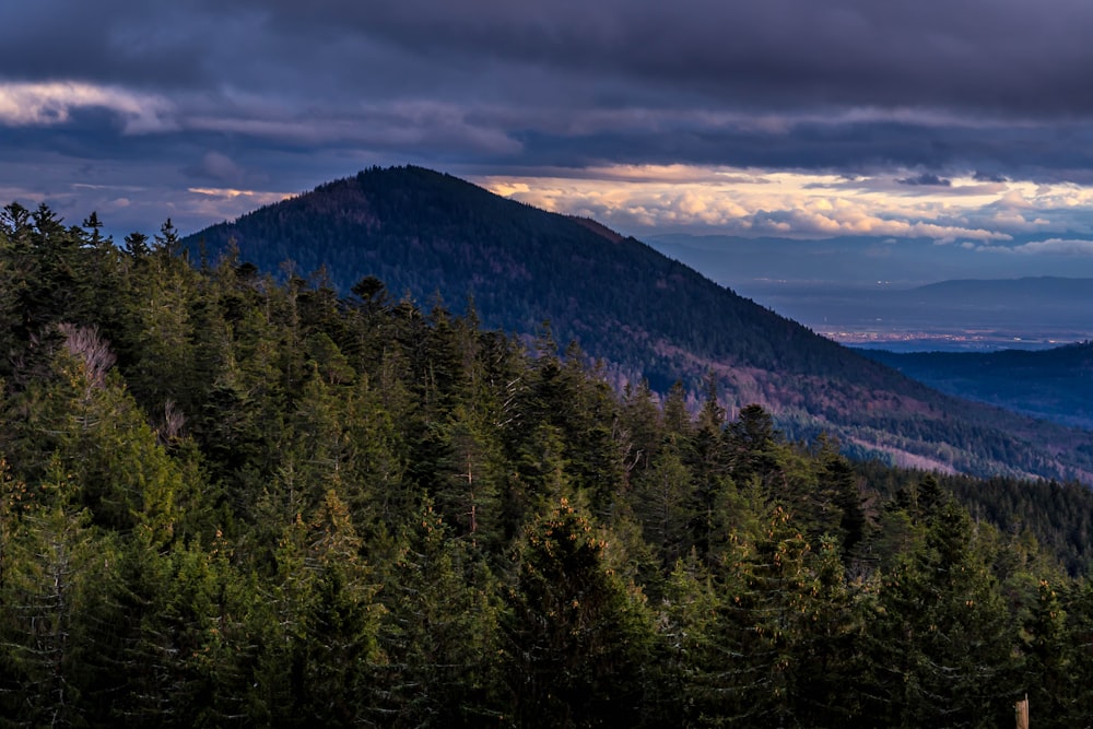 a view of a forest with a mountain in the background