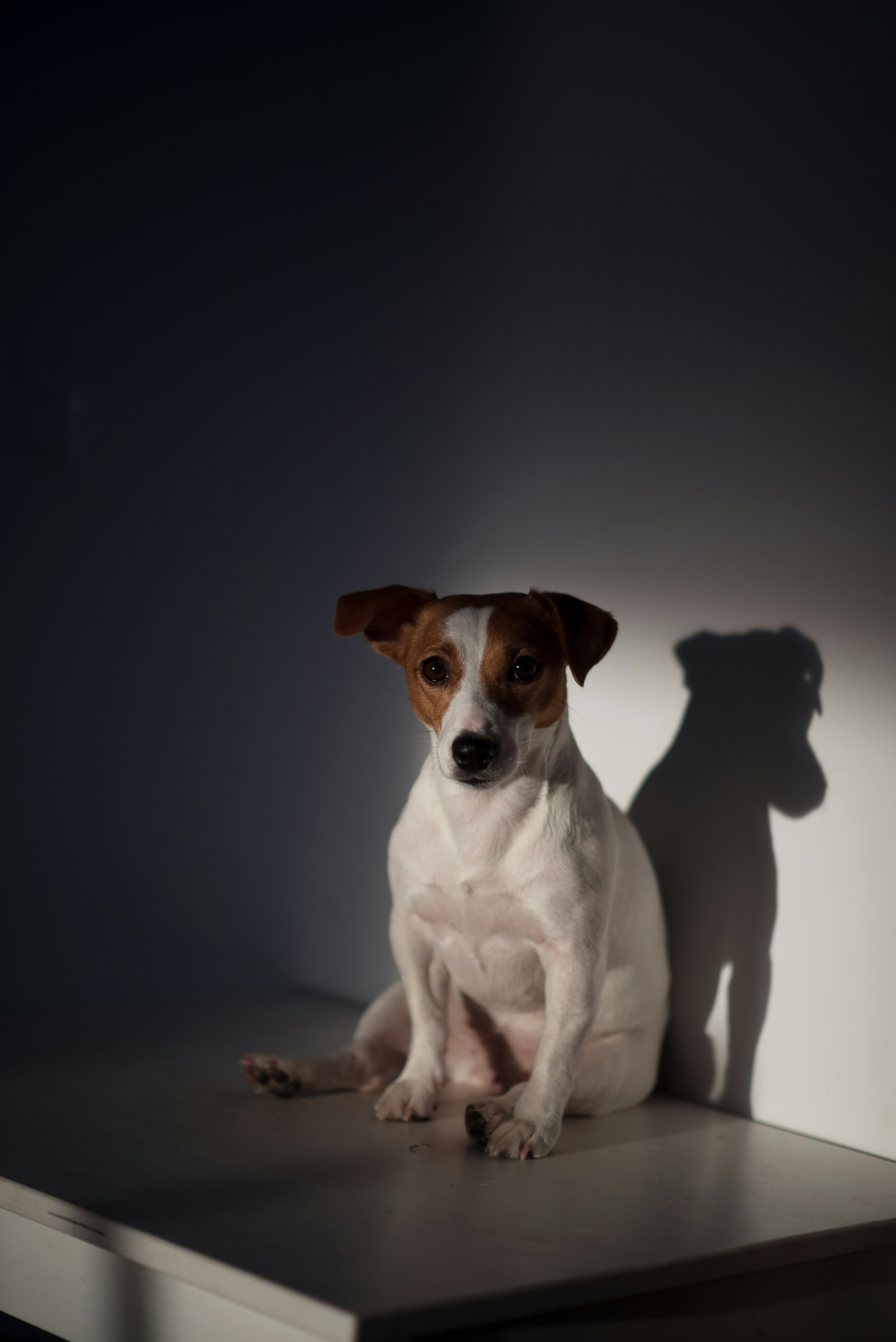 테이블 위에 앉아있는 작은 개