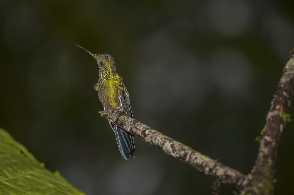 a small bird perched on a tree branch