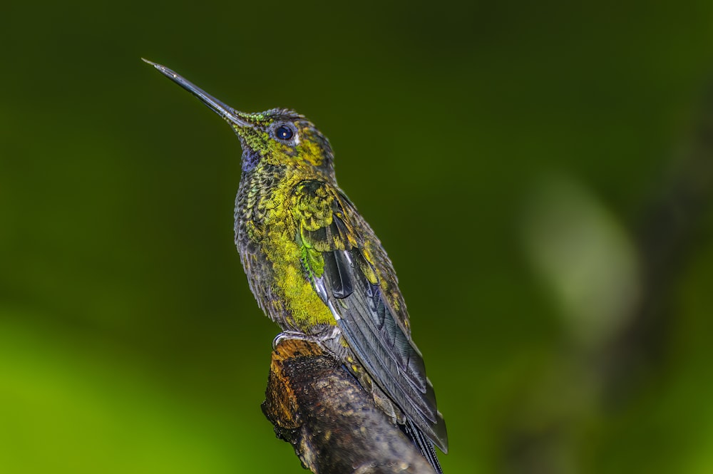 un petit oiseau assis au sommet d’une branche d’arbre