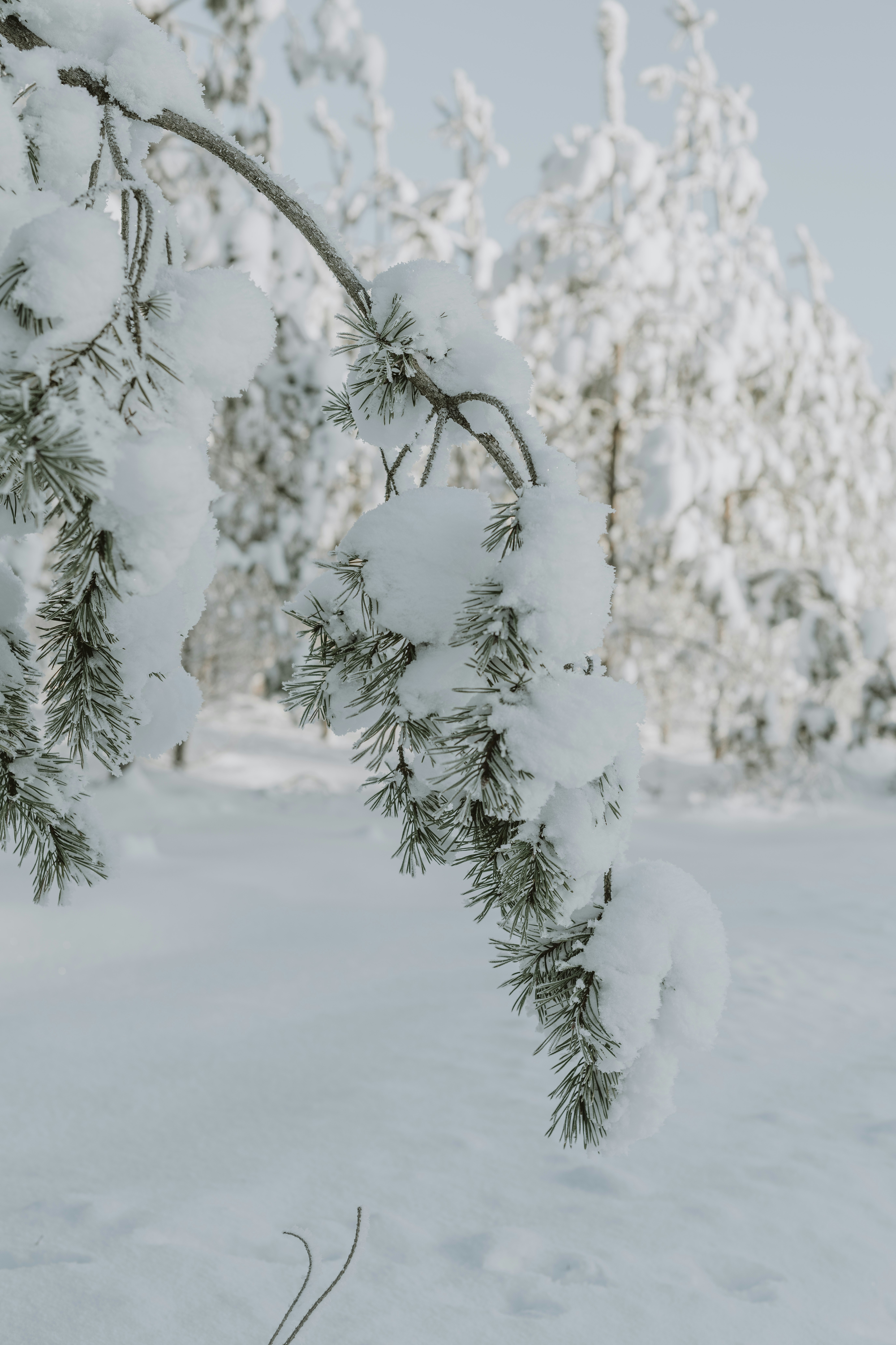 Photo by anitaaustvika