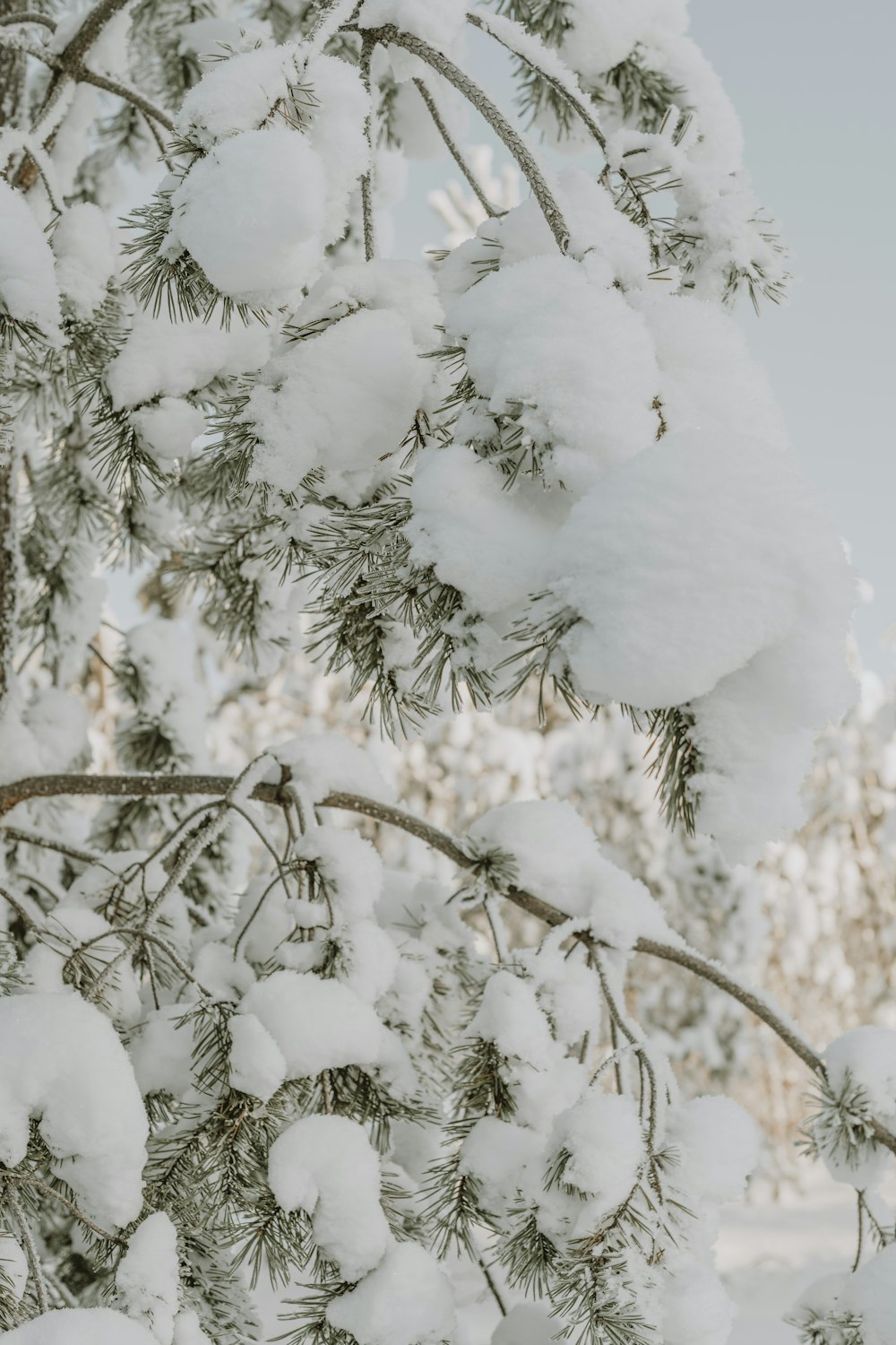 a pine tree covered in snow with lots of snow on it