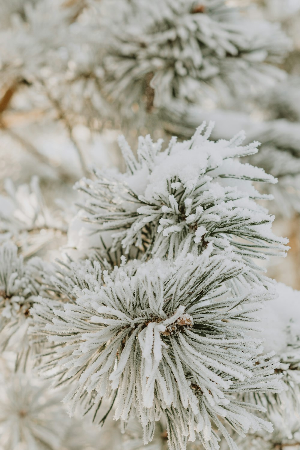 a close up of a pine tree with snow on it