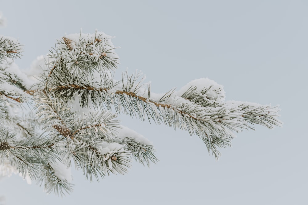 a branch of a pine covered in snow