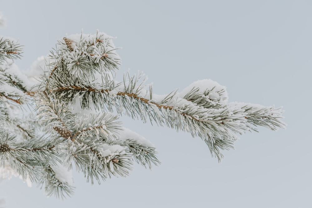 un ramo di un pino coperto di neve
