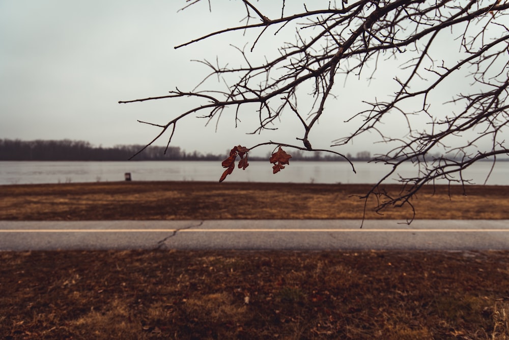 a view of a body of water from behind a tree