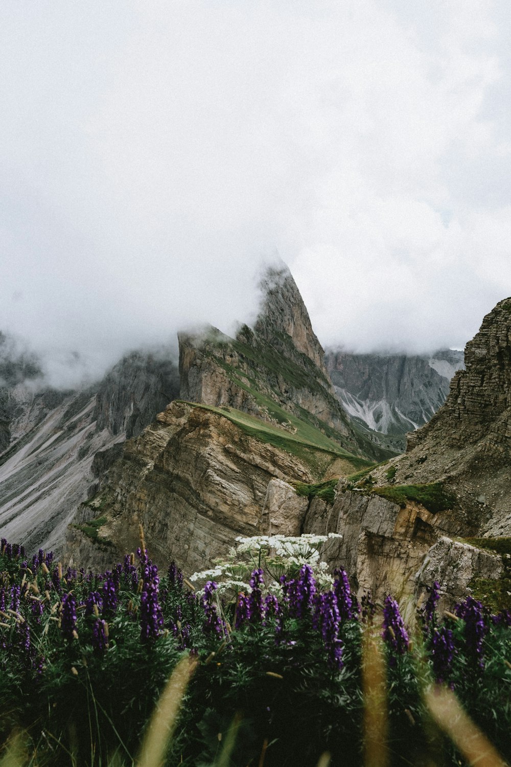 a mountain range with purple flowers in the foreground