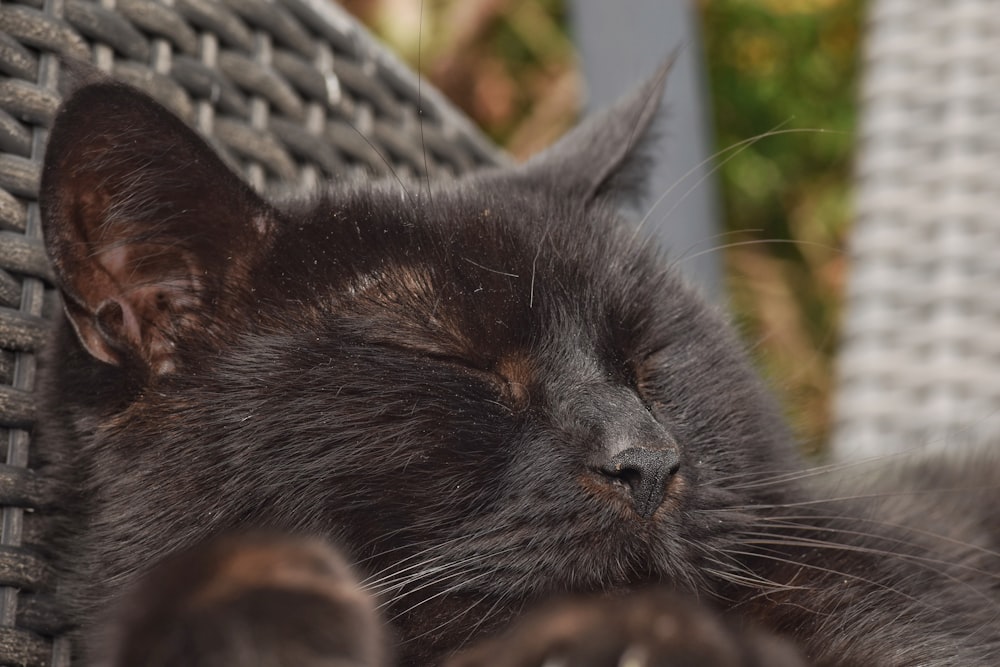 a close up of a cat sleeping on a chair