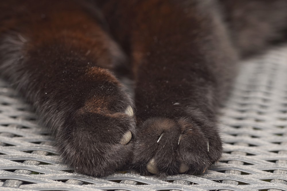 a close up of a cat's paw on a metal surface