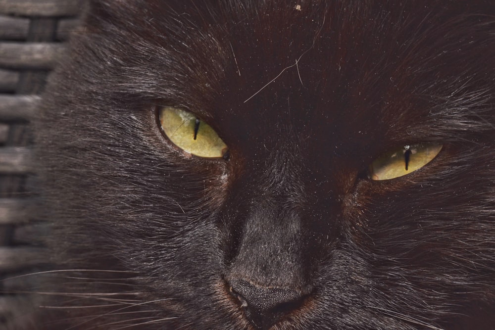 a close up of a black cat with yellow eyes