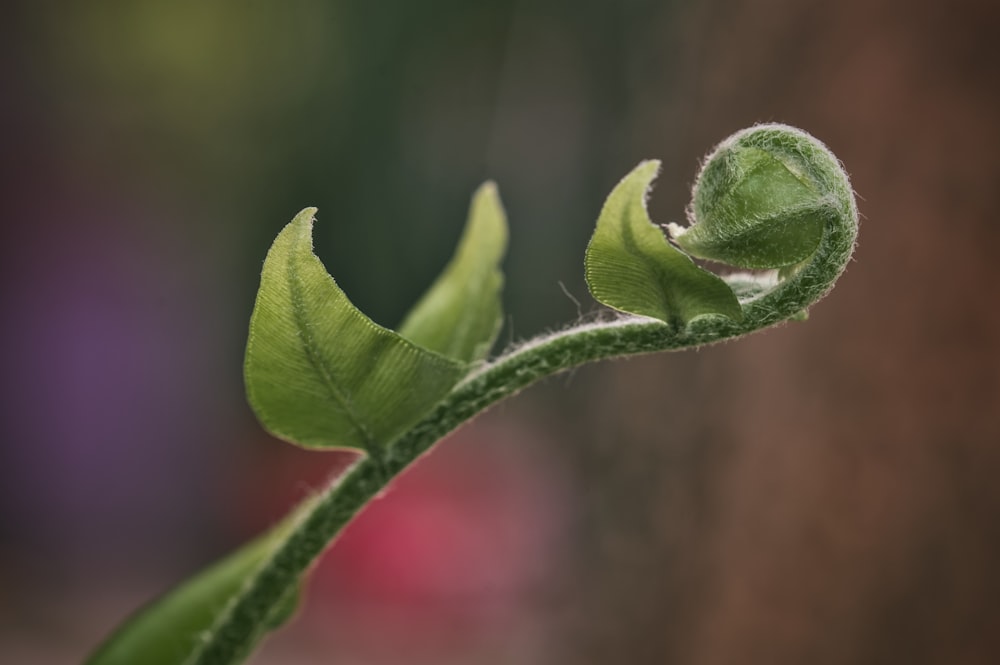 un gros plan d’une plante avec un arrière-plan flou