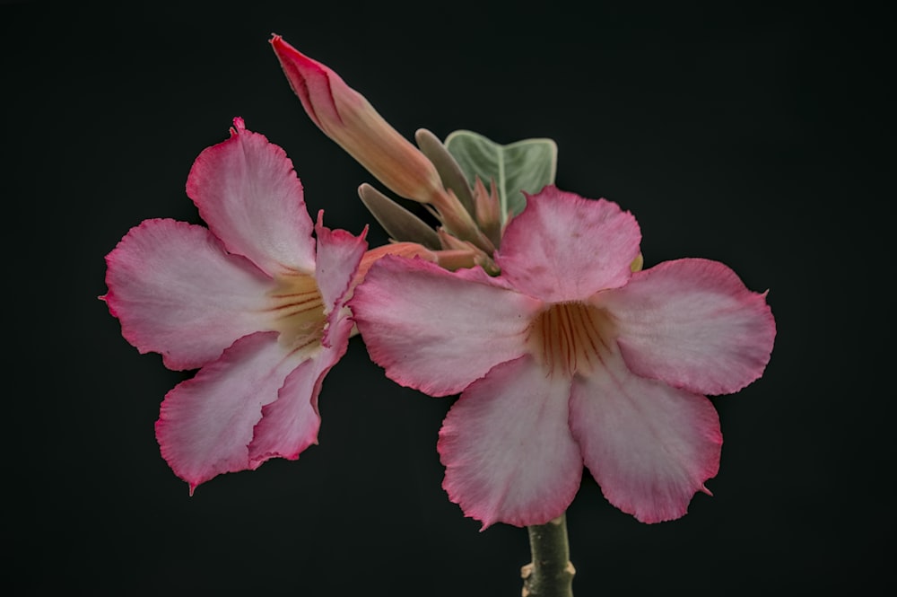 a close up of a pink flower on a black background