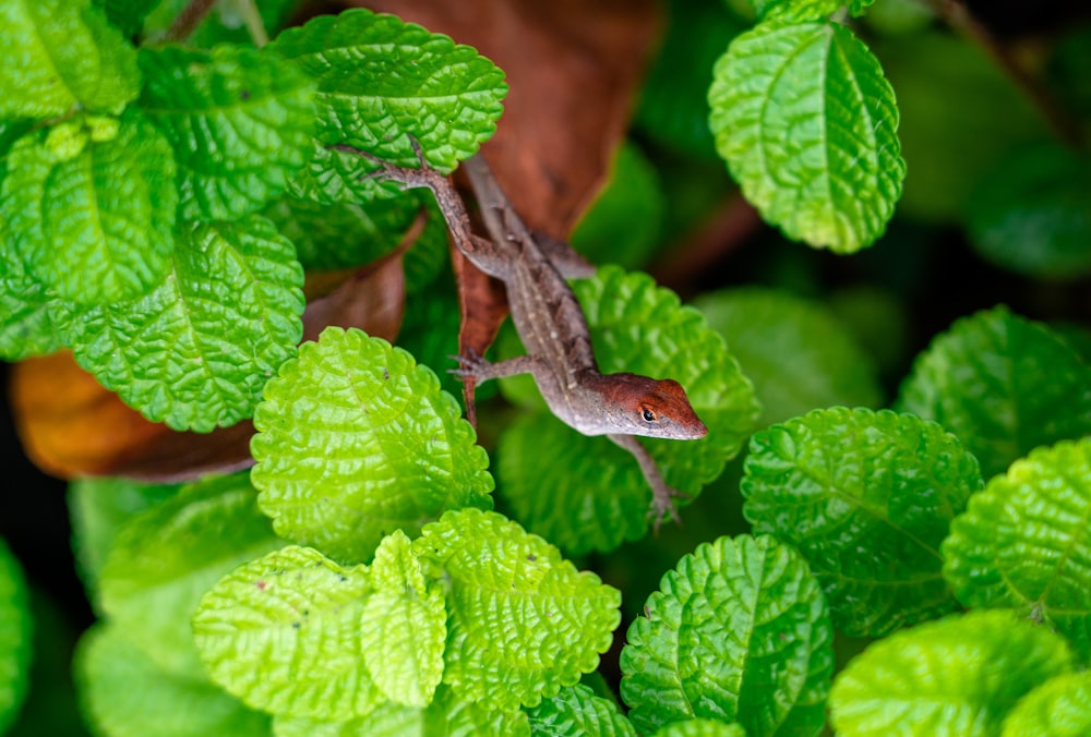 a lizard is sitting on a green leafy plant