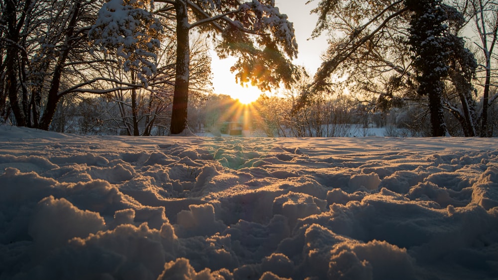 the sun is shining through the trees in the snow