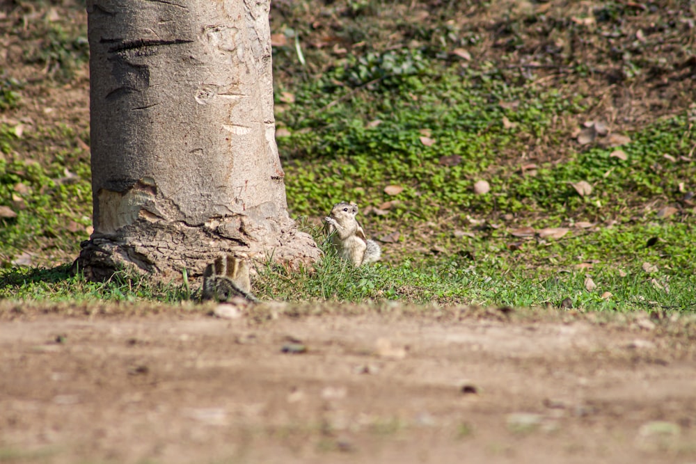 a small animal standing next to a tree