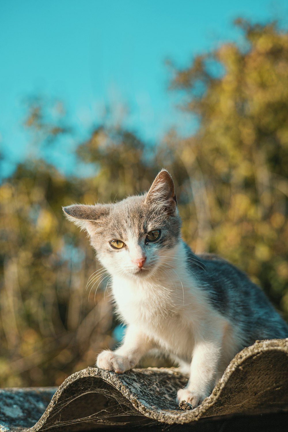 a gray and white cat sitting on top of a roof