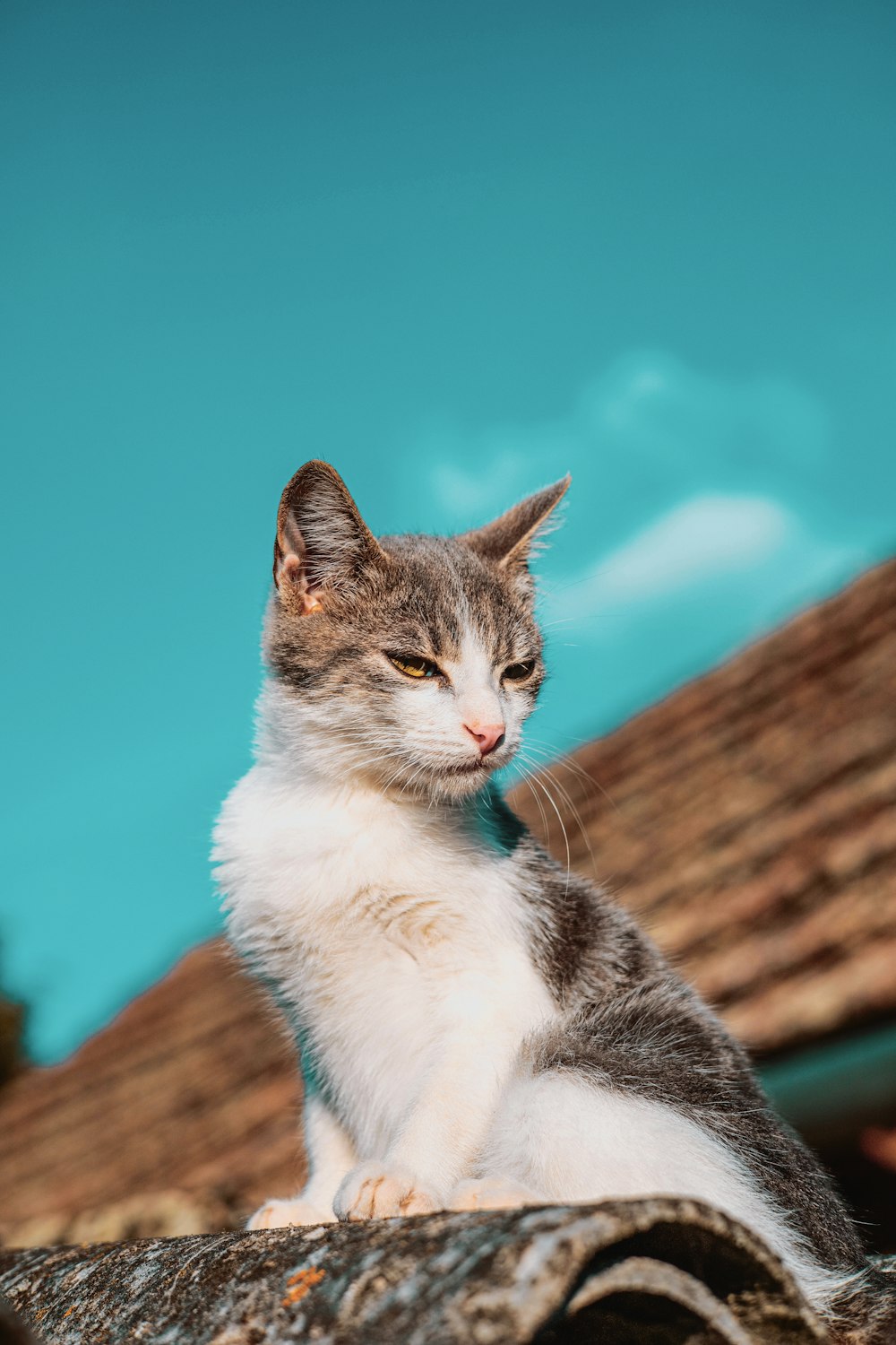 a gray and white cat sitting on top of a roof