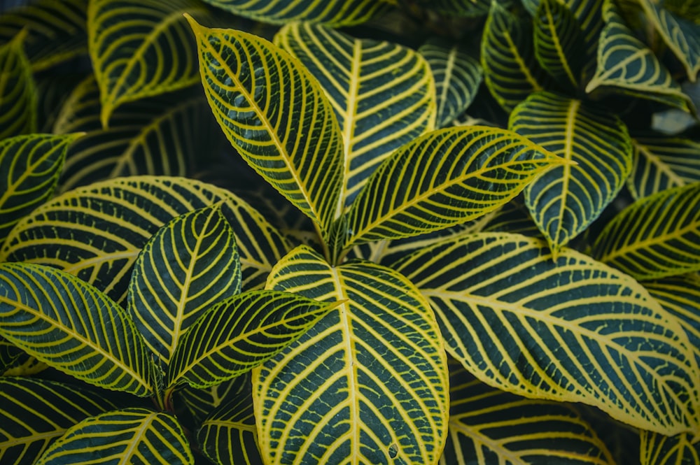 Un primer plano de una planta verde y amarilla