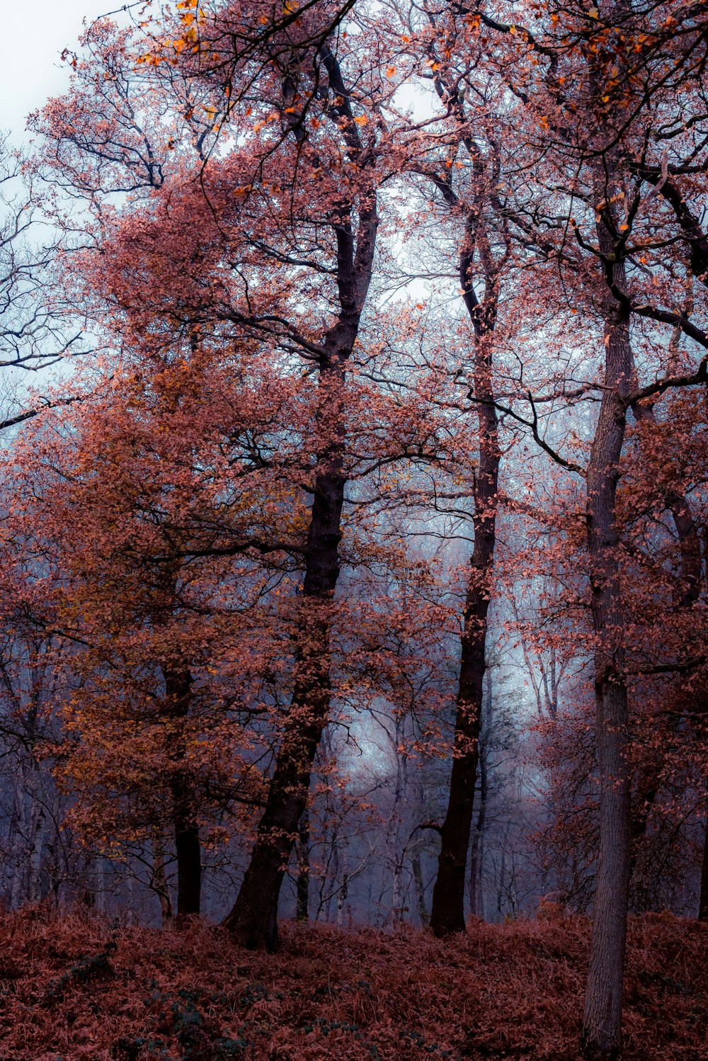 a forest filled with lots of trees covered in leaves