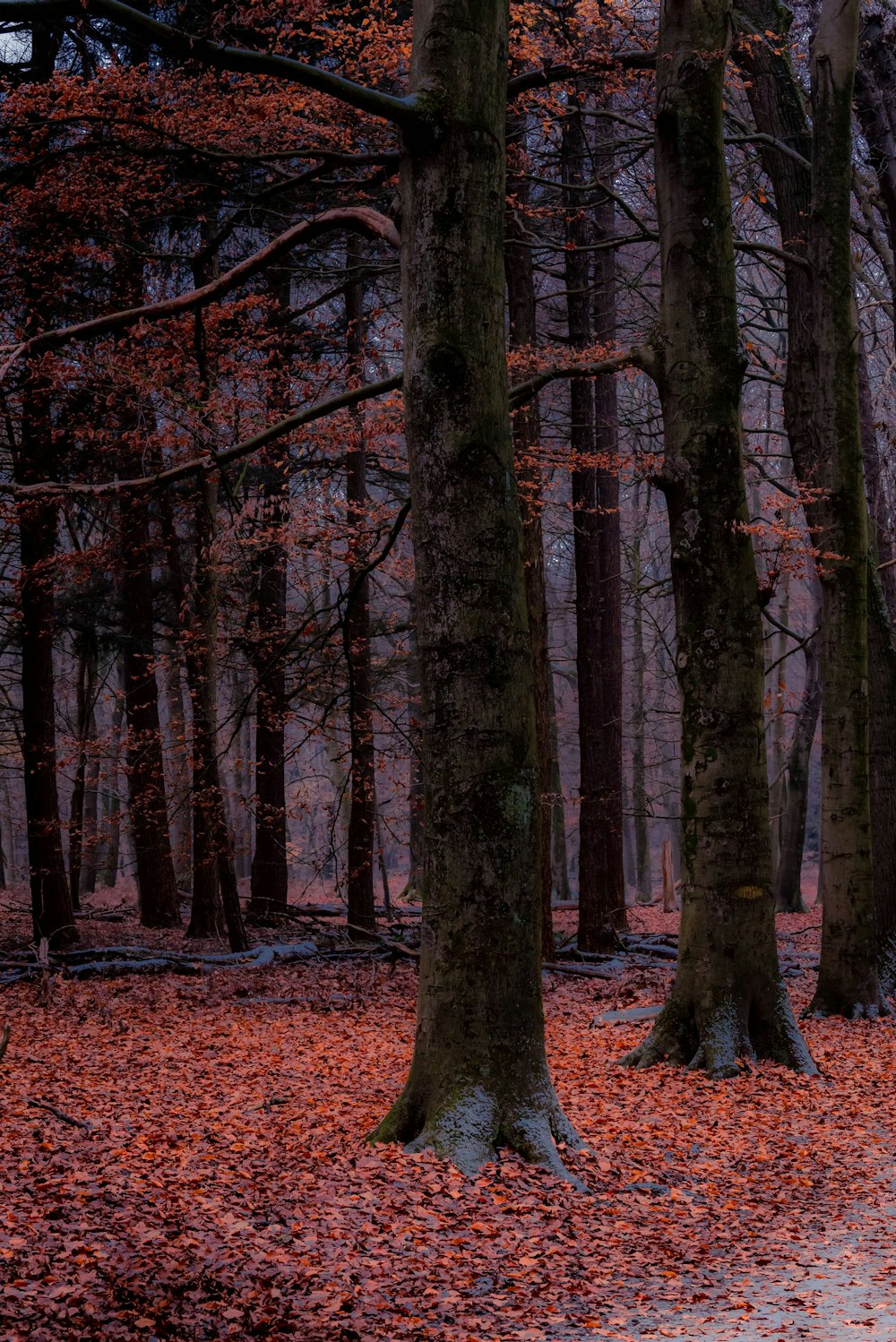 a bench sitting in the middle of a forest filled with leaves