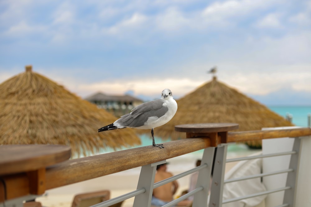 uma gaivota sentada em um corrimão na praia