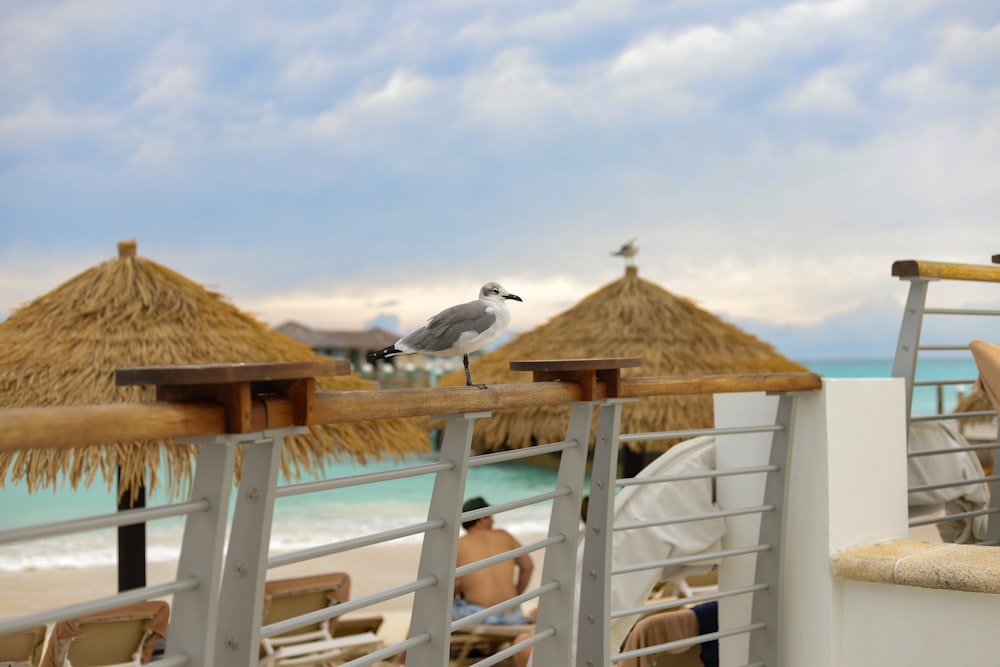 Una gaviota sentada en una barandilla junto a una playa