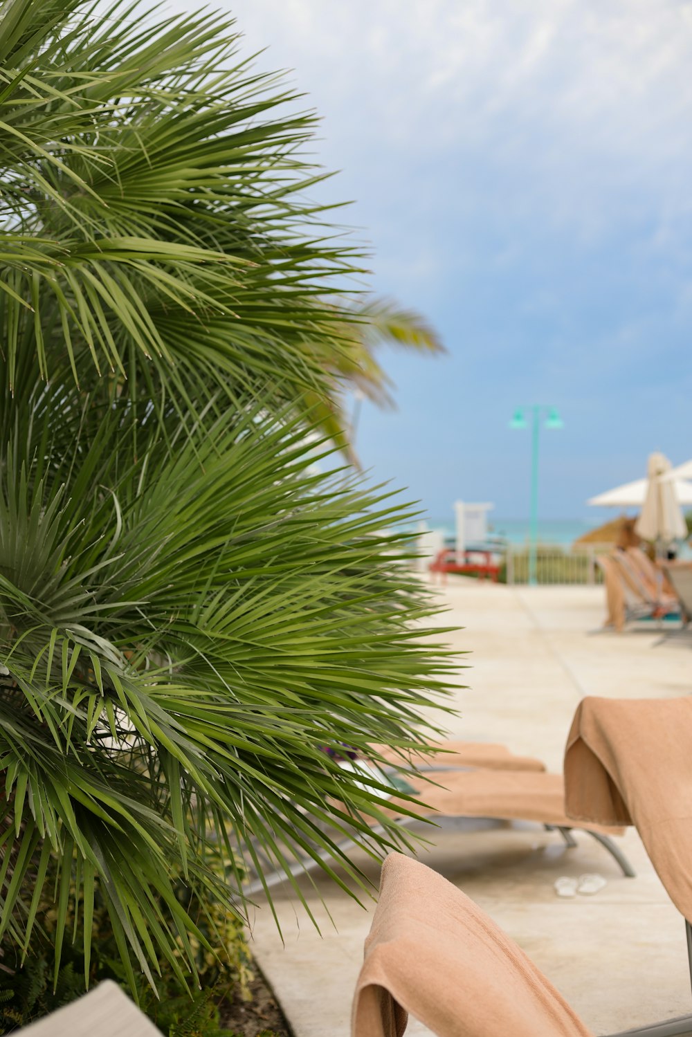 a couple of lounge chairs sitting next to a palm tree